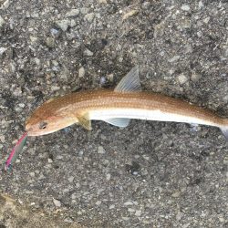 アジ、エソのみツバスは見てるだけ